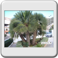 Chamerops Humilis