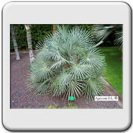 Chamerops Humilis Glauca