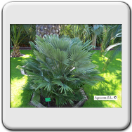 Chamerops Humilis Vulcano