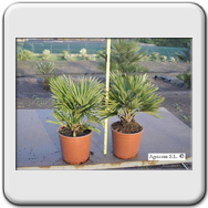 Chamerops Humilis Vulcano